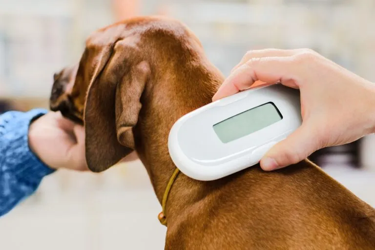 Mikrochip vom Hund wird ausgelesen