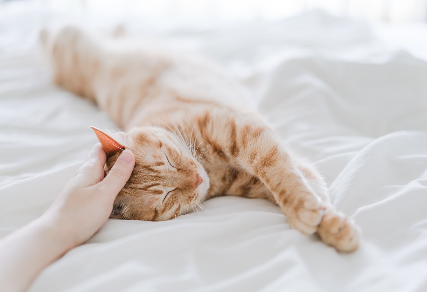 Was Katzen mögen 7 Dinge, die Katzen glücklich machen zooplus Magazin