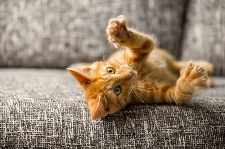 was mögen Katzen nicht