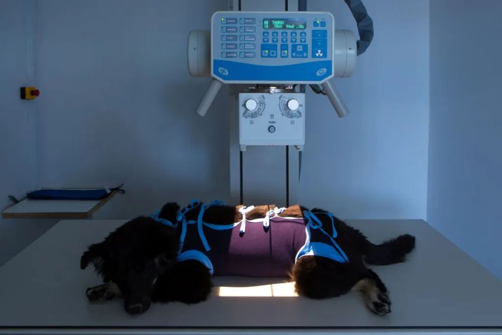 Röntgenuntersuchung beim Hund