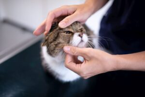 Tierarztkosten für die Katze: Tabelle mit wichtigen Gebühren