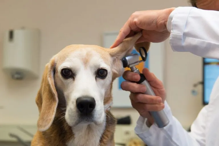 Tierarztkosten für Hunde