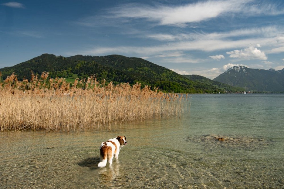 38+ Hund Baden Grumbacher Teich, Der untere grumbacher teich zählt