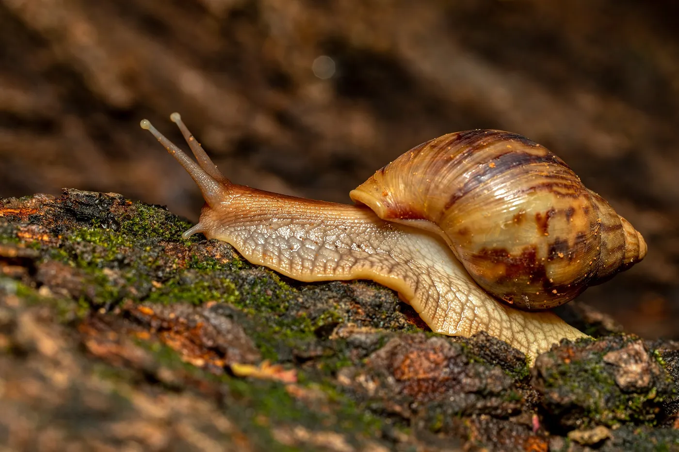 Achatschnecke (Afrikanische Riesenschnecke)