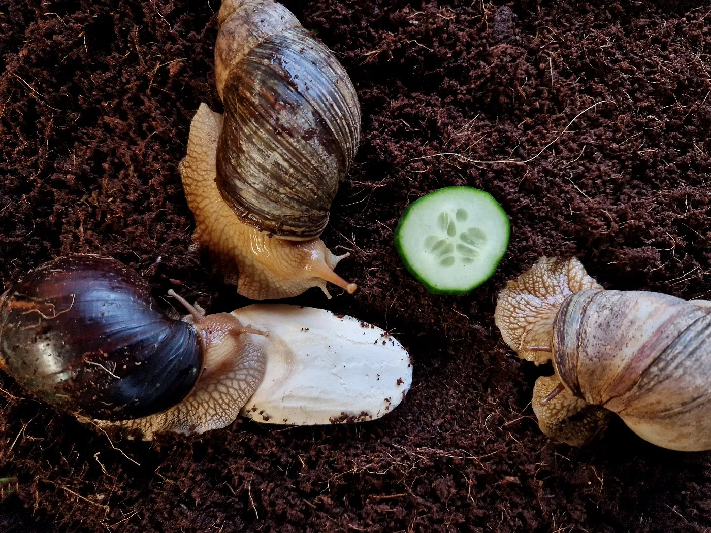 Achatschnecken (Afrikanische Riesenschnecken) im Terrarium
