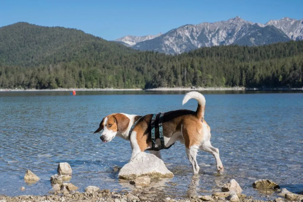 Baden mit Hund am Eibsee