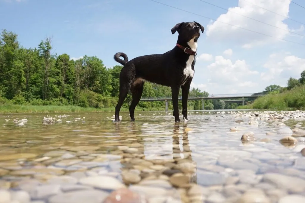 Baden mit Hund in München