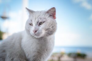 Hautkrebs bei Katzen: Symptome, Behandlung &amp; Prognose