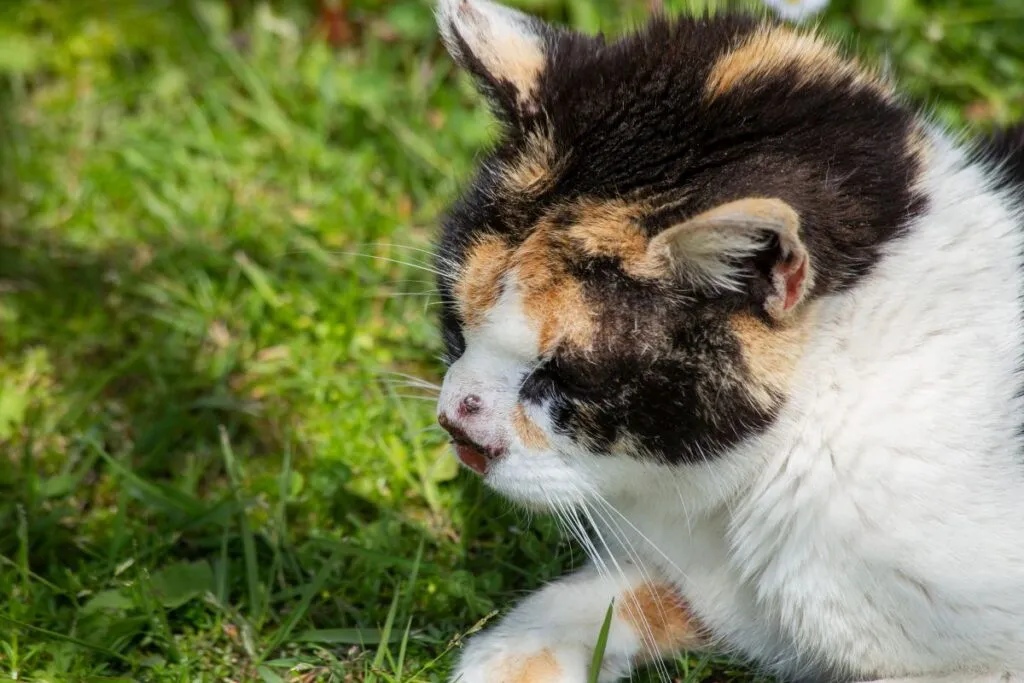 Katze mit Hautkrebs an Nase
