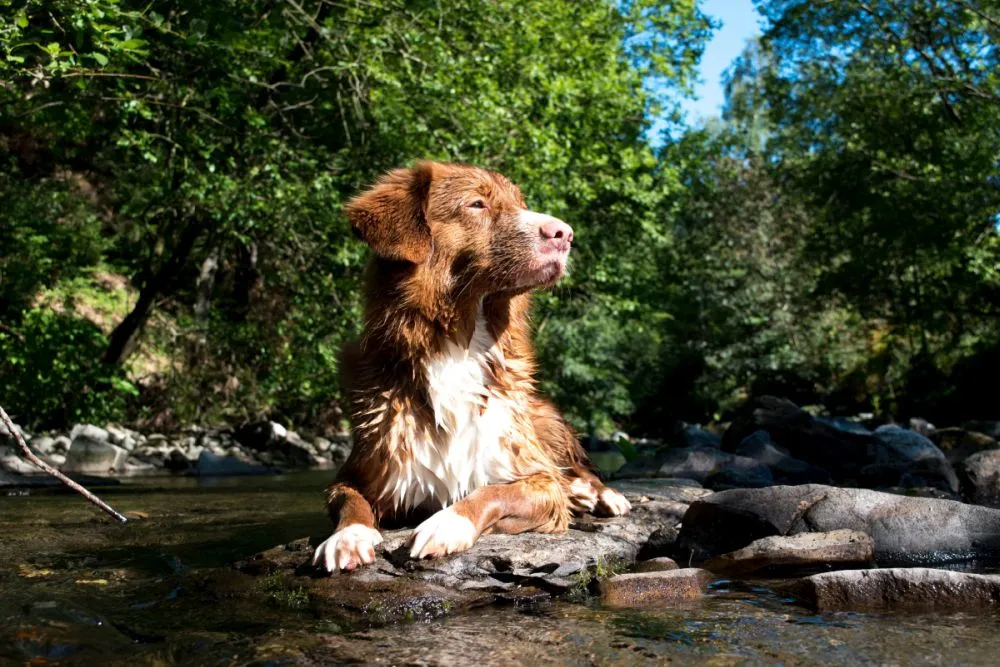 Wandern mit Harz im Hund Abkühlung am Bach