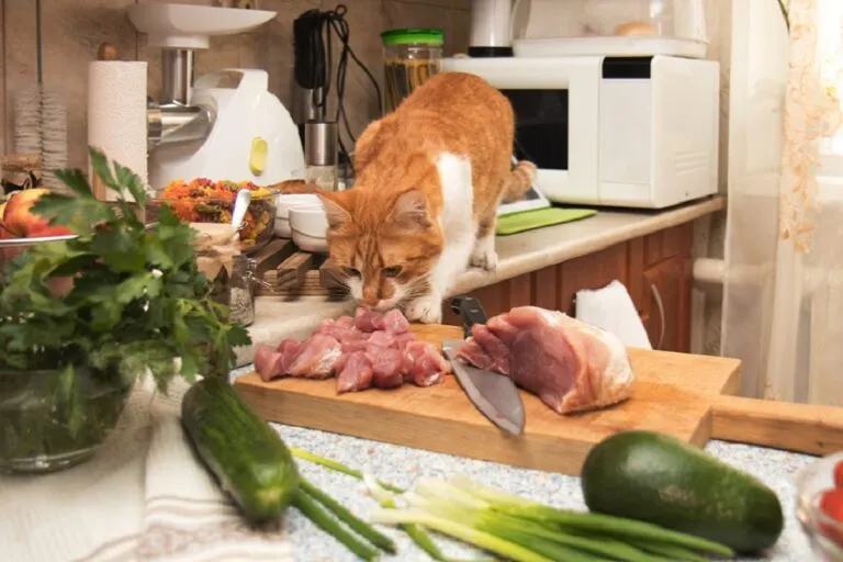 Katzenfutter selber machen