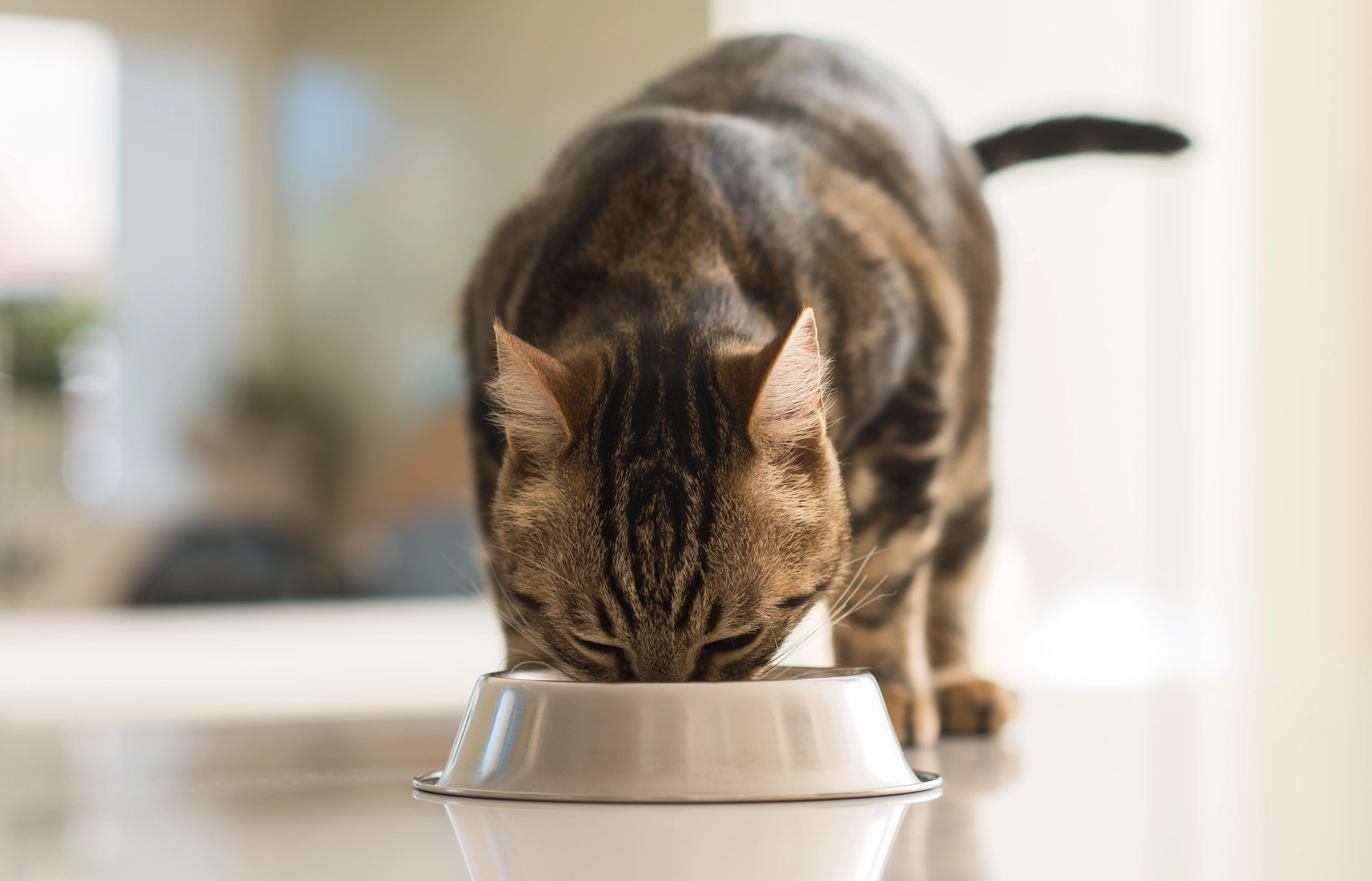 Katzenfutter selbst machen