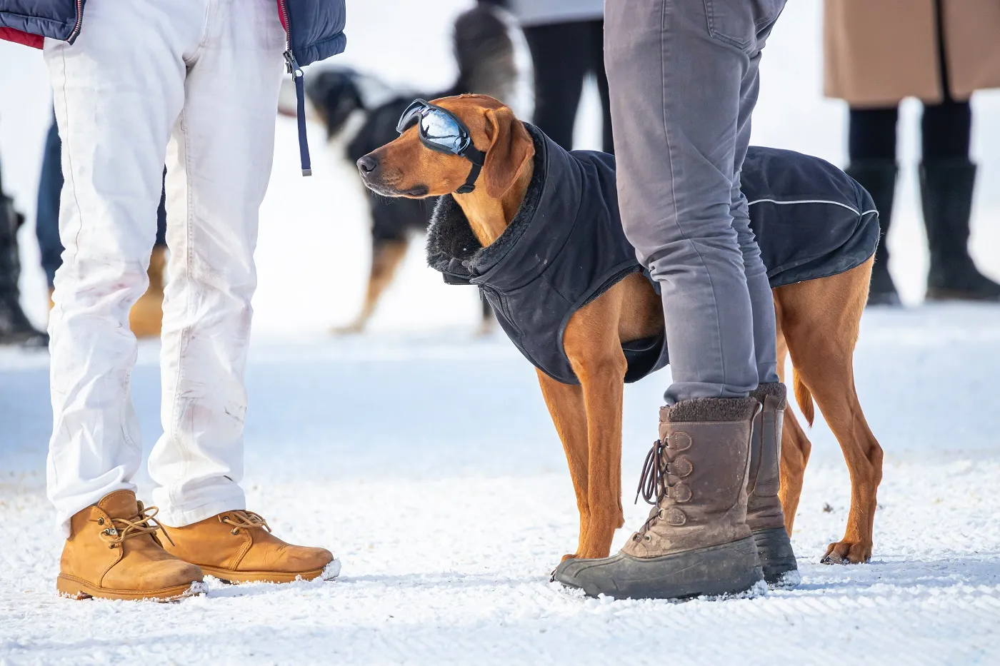 Hundebrille Für Kleine Hunde - Augenschutz Transparent