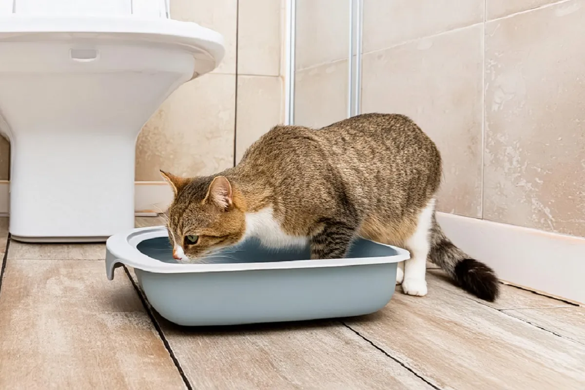 trockenfutter fr welpen Insektenfutter fr Welpen & junge Hunde