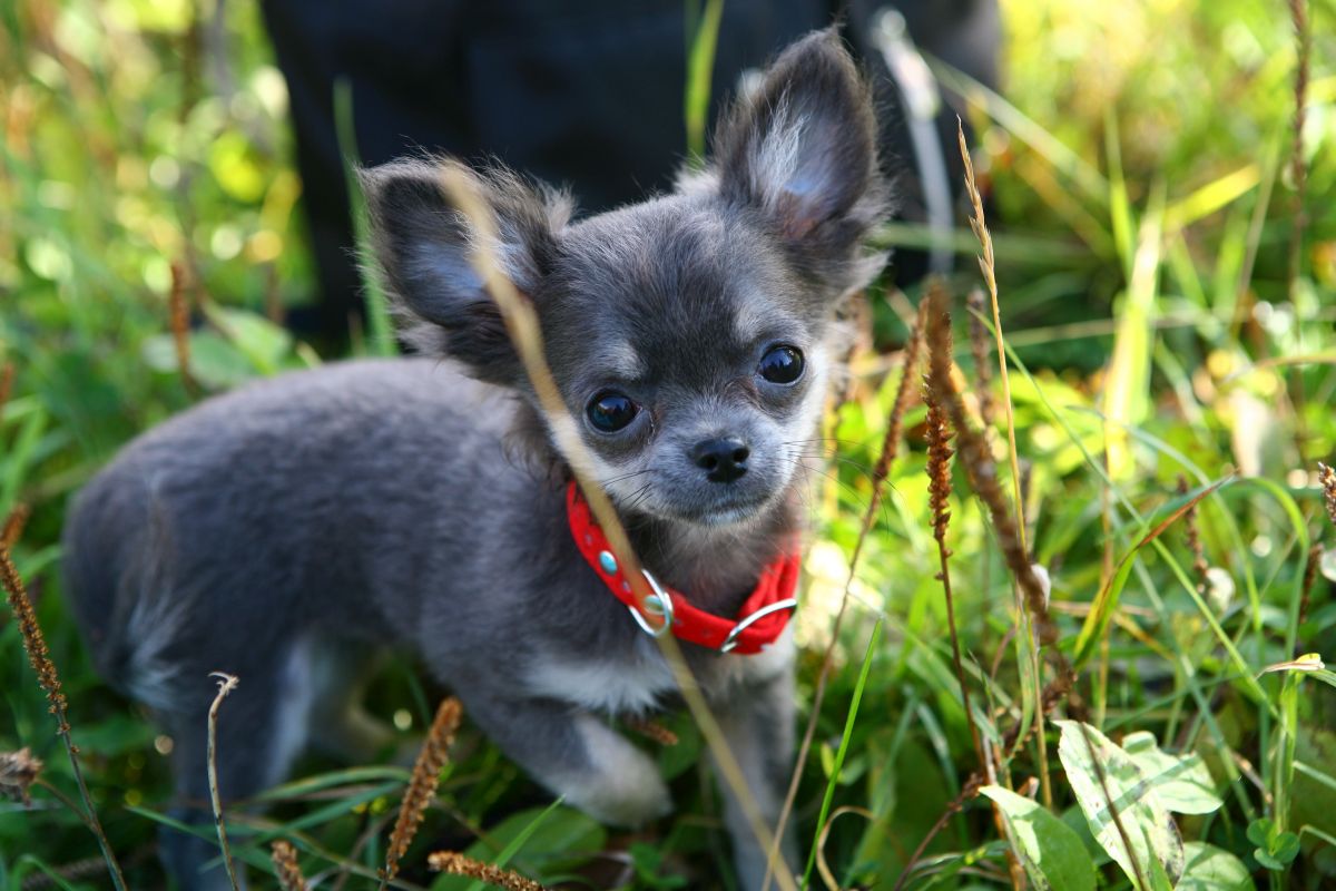 Chihuahua CDA