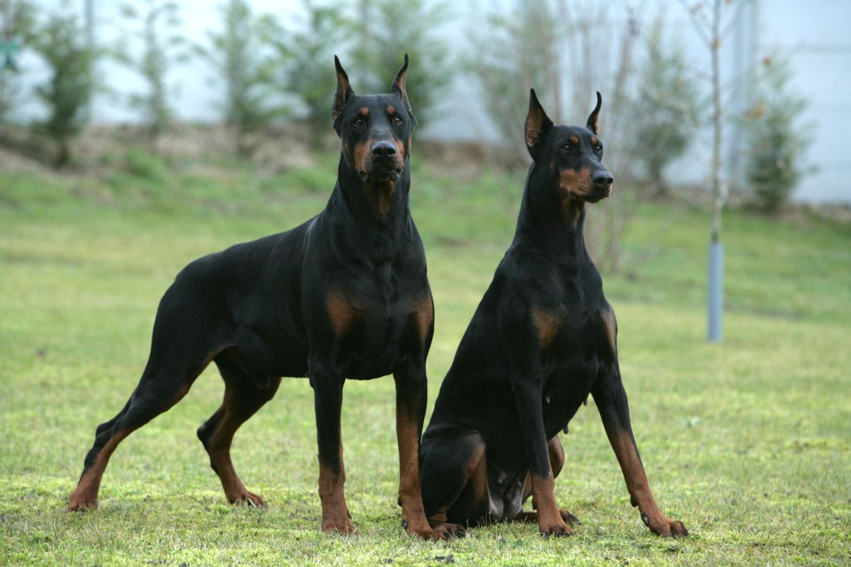 Dobermann CDA