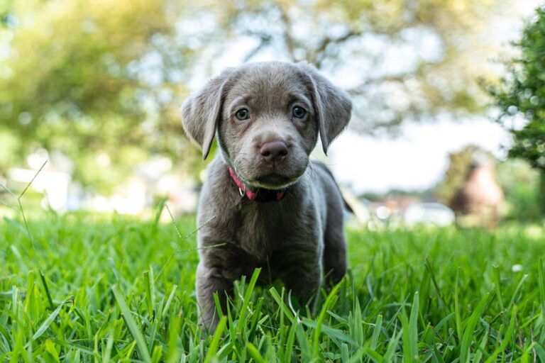 Silver Labrador Colour Dilution Alopecia (CDA) beim Hund