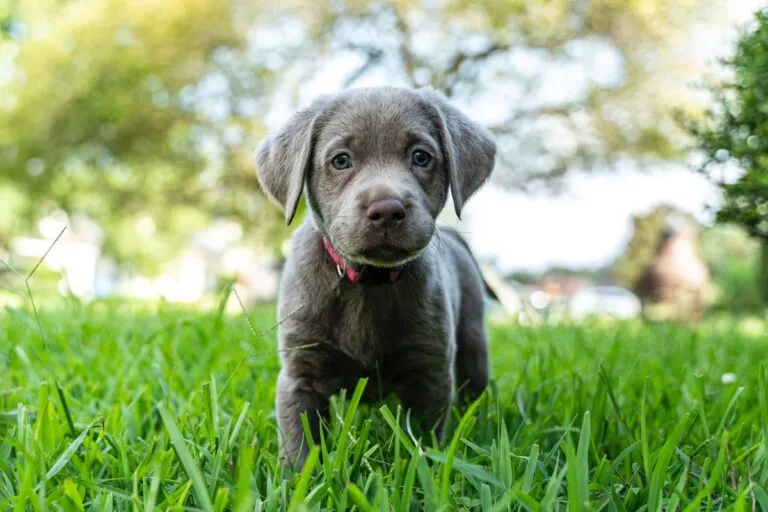 Silver Labrador Colour Dilution Alopecia (CDA) beim Hund