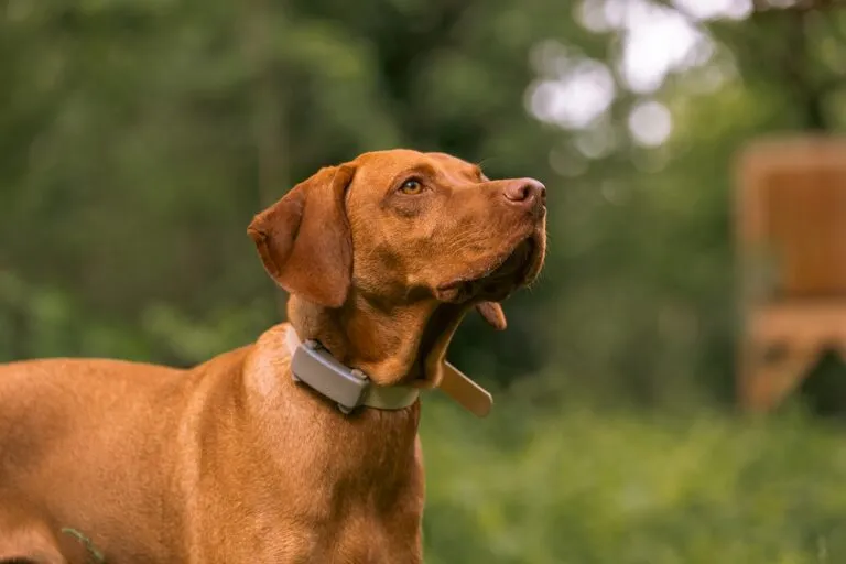Hund mit GPS-Tracker smarte Hunde-Gadgets
