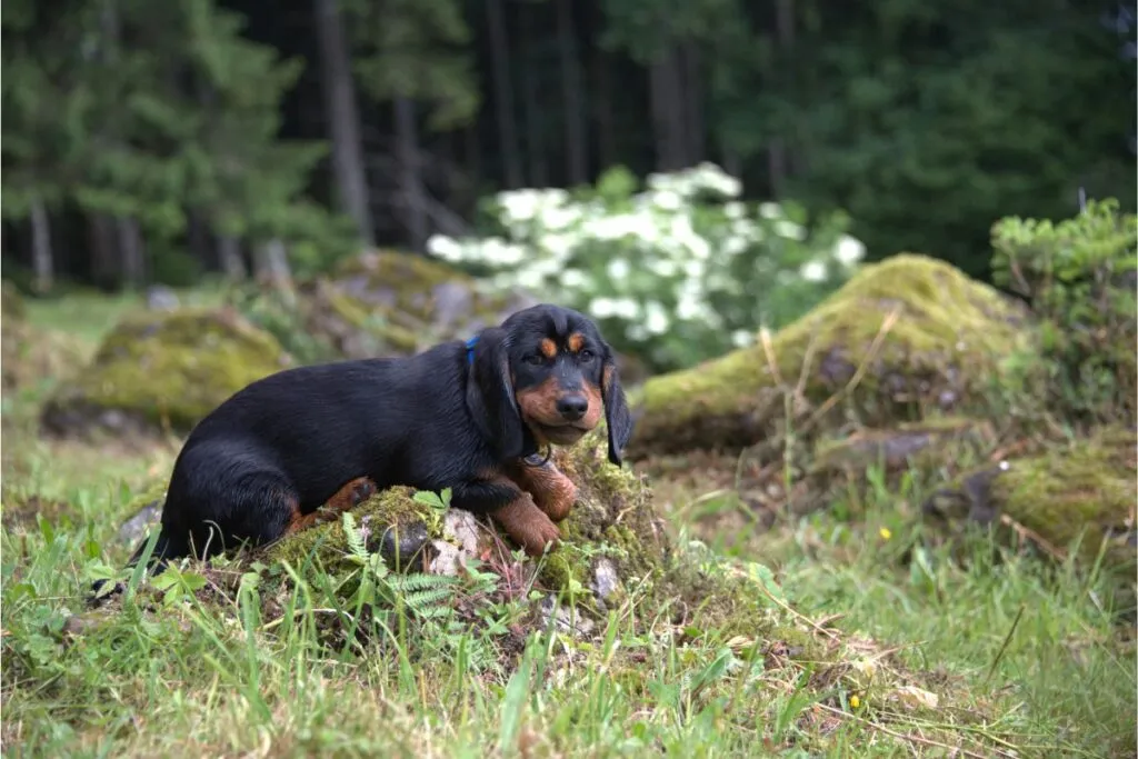 Alpenl&auml;ndische Dachsbracke Welpen