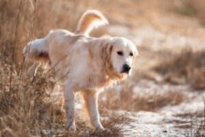 Urinprobe vom Hund: Was ein Urintest verrät und wann er sinnvoll ist