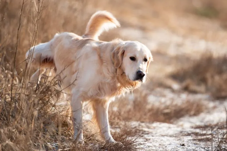 Urinprobe Hund