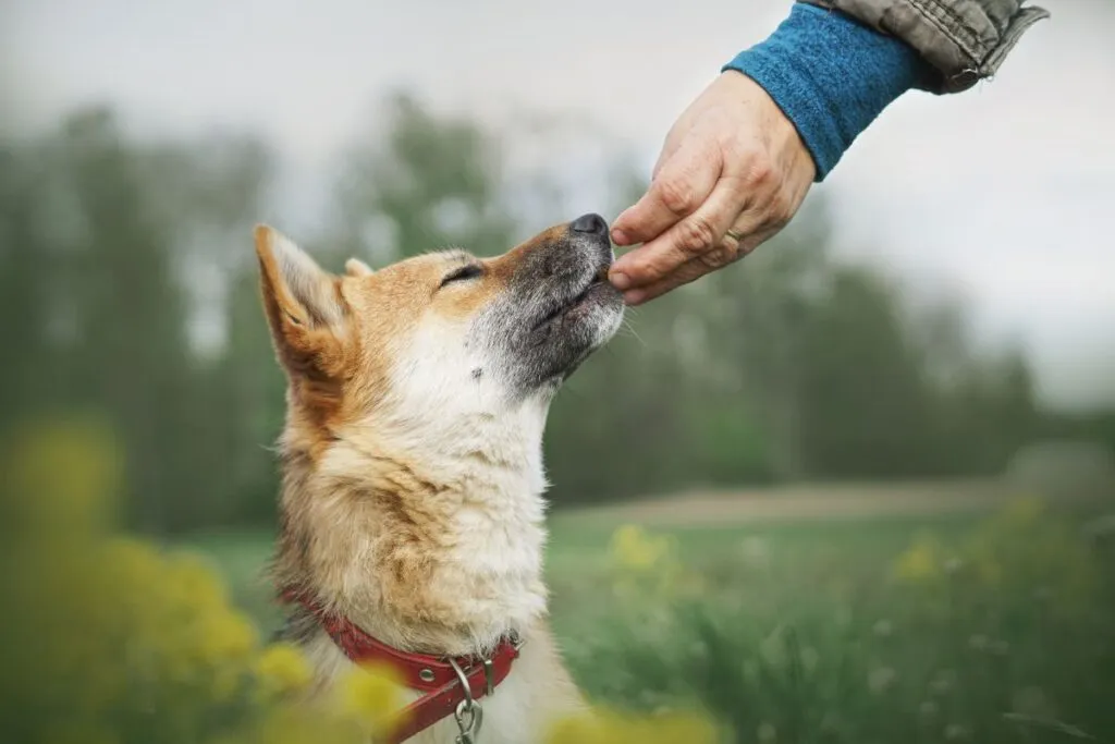 Belohnung f&uuml;r Hundekommando