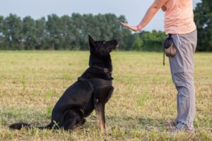 Hundekommandos: Training und Tipps