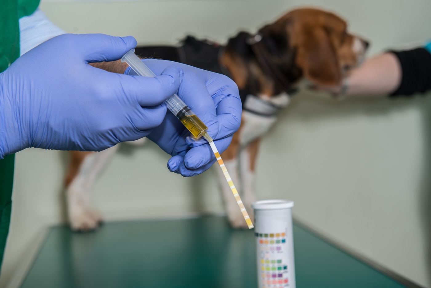 Alter Hund Hat Blut Im Urin www.zooplus.de