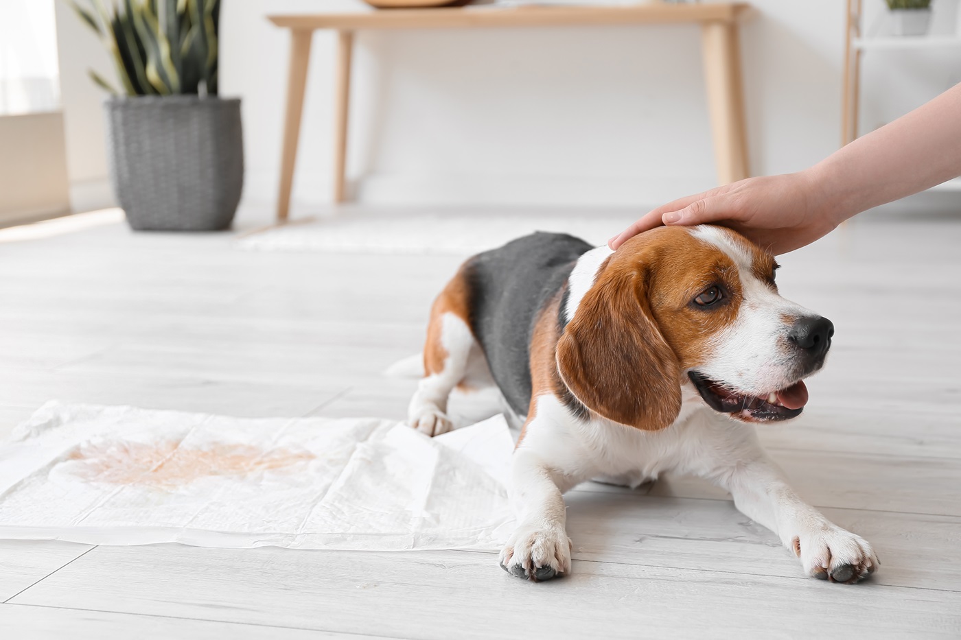 Blut im Hundeurin: Ursachen & Behandlung | zooplus Magazin