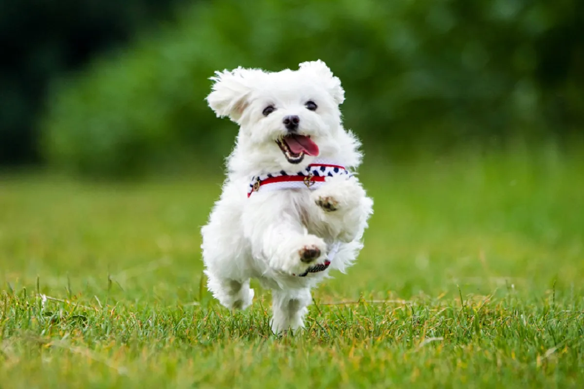 Malteser Hund für Senioren