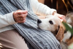 Hunde für Senioren: Diese 15 Hunderassen eignen sich für Renter