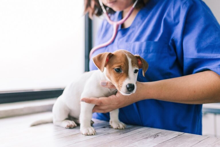 Spulwürmer beim hund welpen
