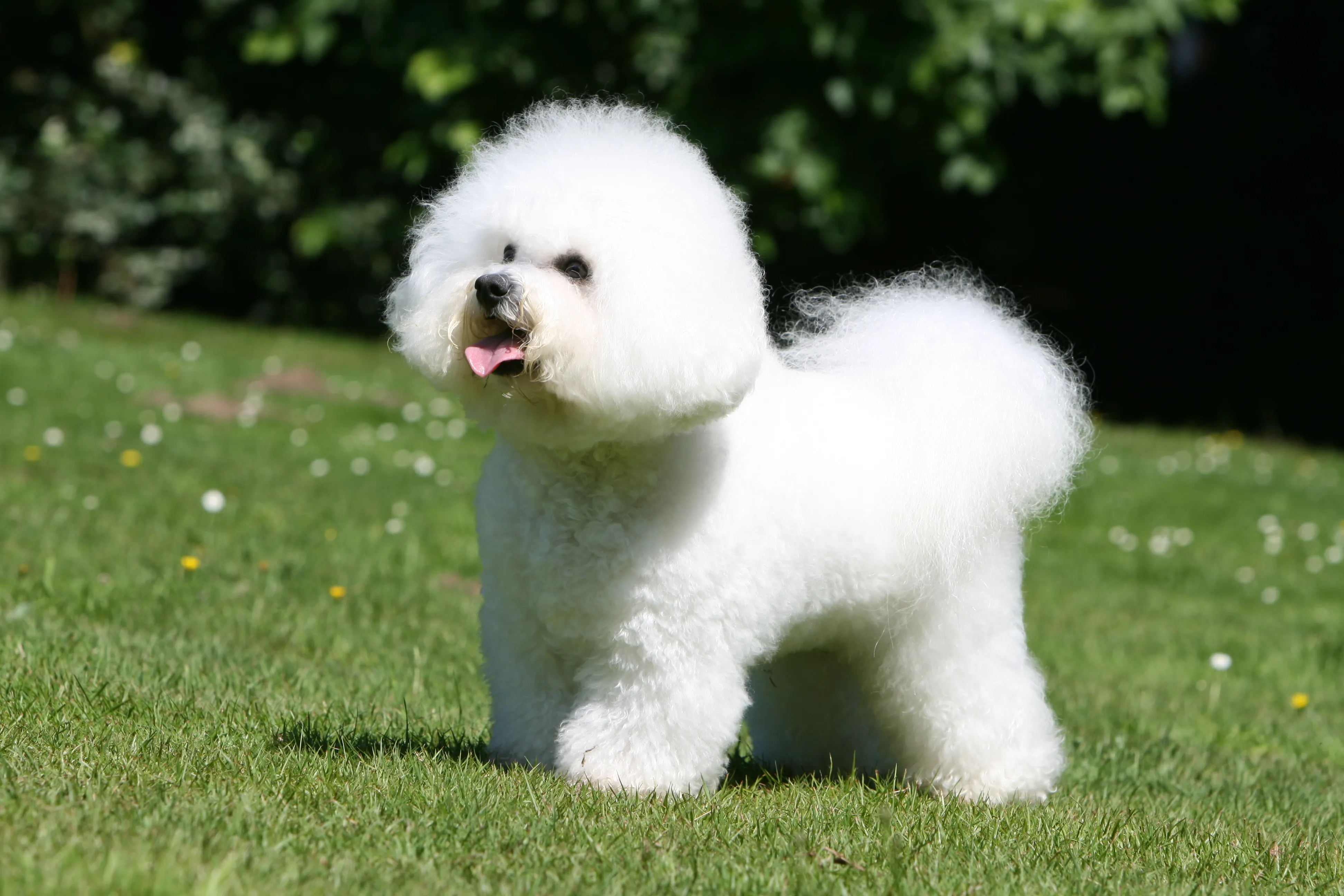 Bichon Frisé i Hund für Senioren