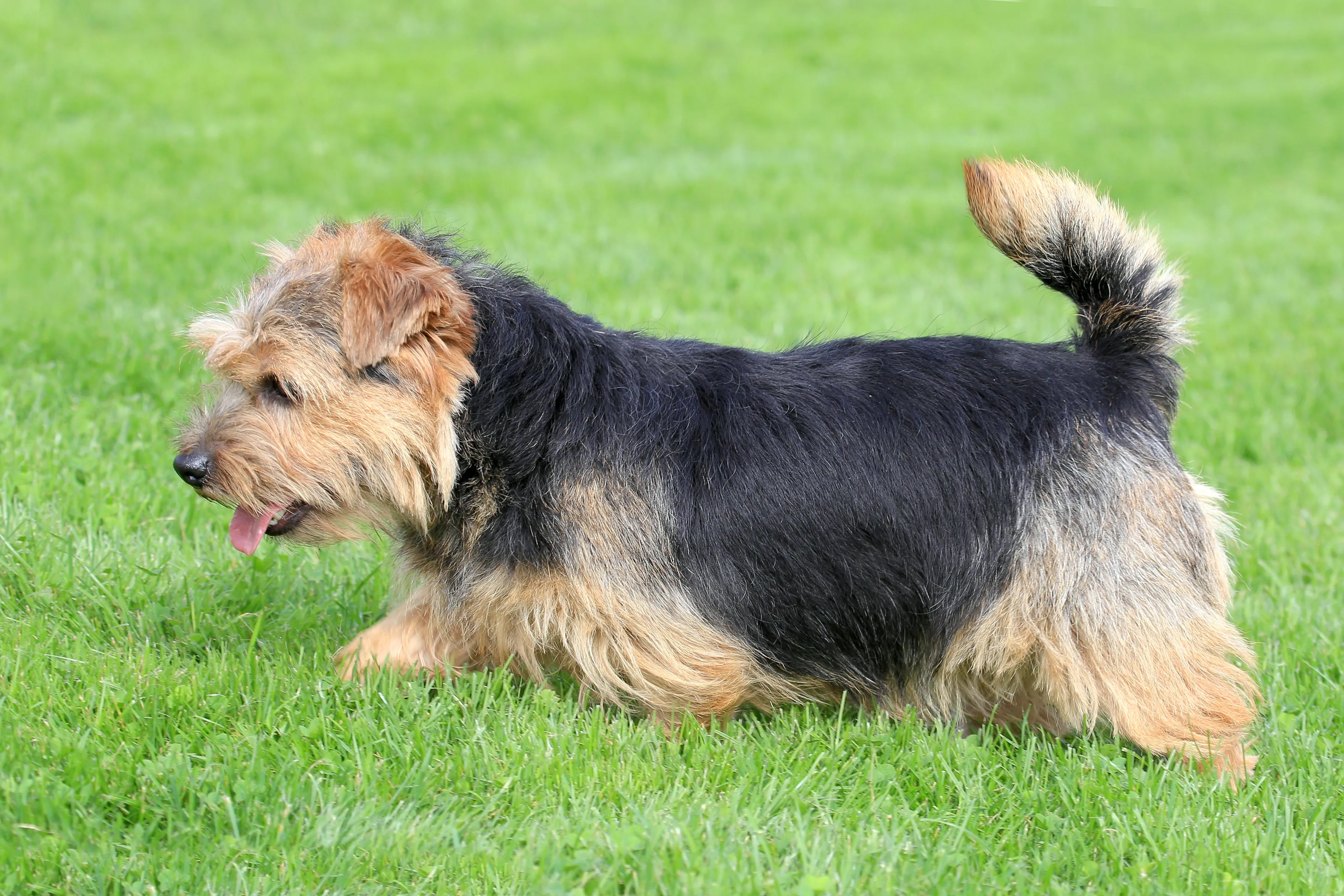 Norfolk Terrier Hunderasse für Renter