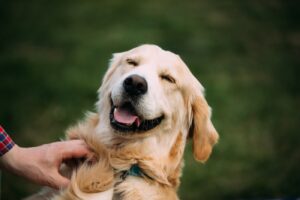 Können Hunde lachen?