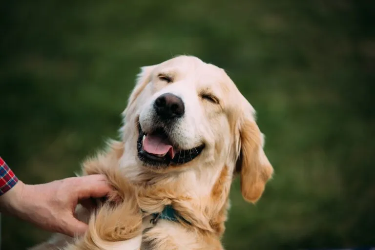 können Hunde lachen