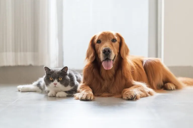 Golden Retriever und Britisch Kurzhaar Katze liegen nebeneinander