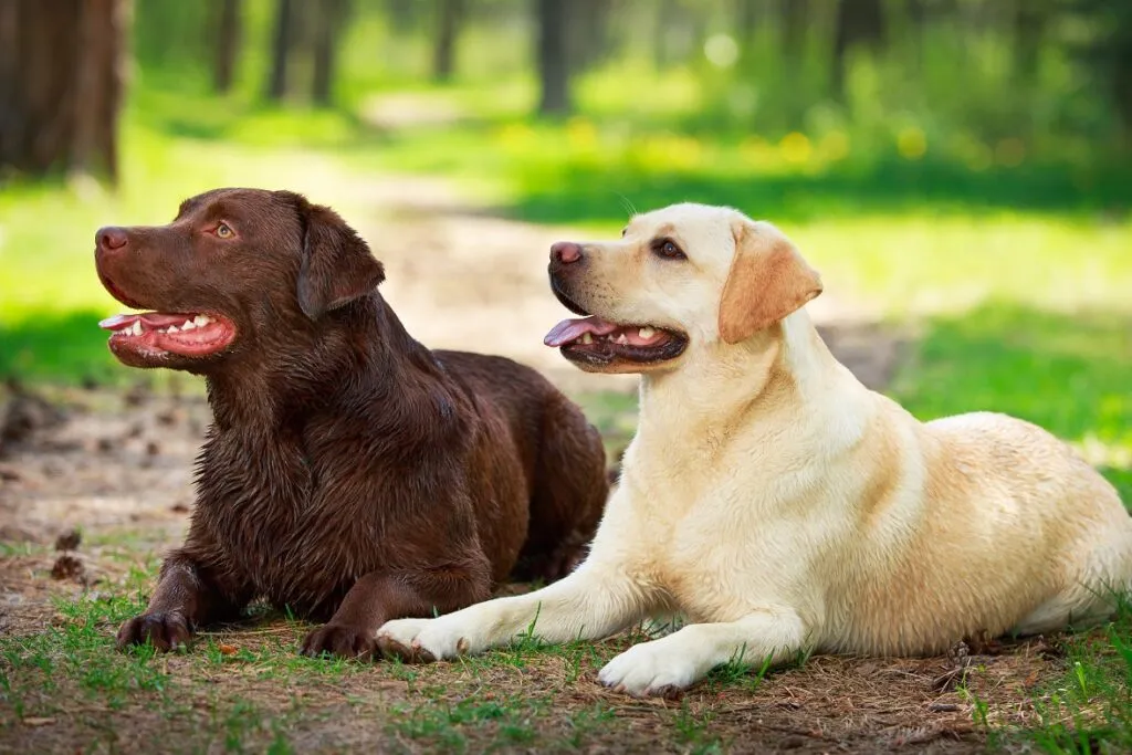 zwei Labrador Retriever
