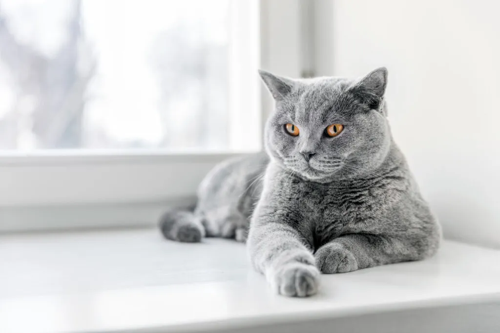 Britisch Kurzhaar Katze