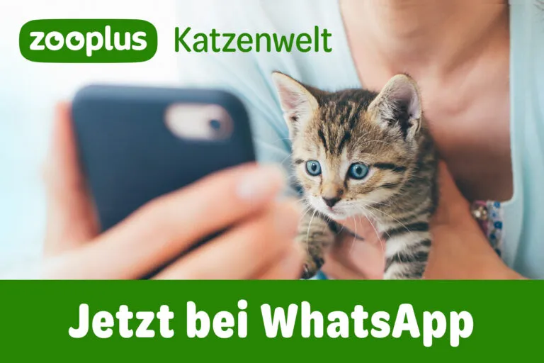 zooplus Katzenwelt WhatsApp-Kanal