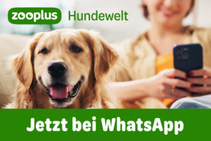 Rund um den Hund: Dein neuer WhatsApp-Kanal für Tipps, Deals und mehr