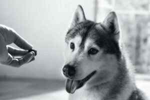 Wie Futterergänzungsmittel deinen Hund in allen Lebensphasen unterstützen