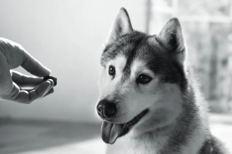 Künstlerisches Schwarz-Weiß-Konzeptfoto eines Huskys