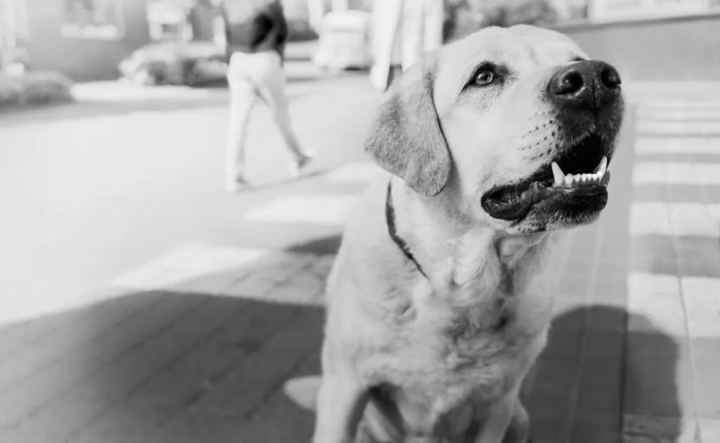 Hund wartet darauf, dass sein Besitzer ihm ein Leckerli gibt