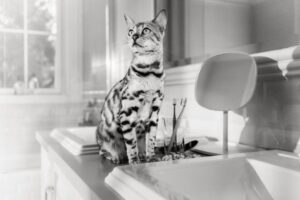 Warum ist meine Katze so mäkelig? Ursachen und Tipps für wählerische Katzen