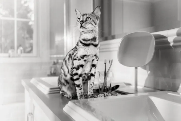 Ein Kätzchen, das verschiedene sichere und hochwertige Futtersorten probiert, um den Geschmackshorizont zu erweitern.