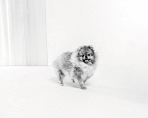 Wie die richtige Ernährung Hunde in schwierigen Situationen unterstützen kann