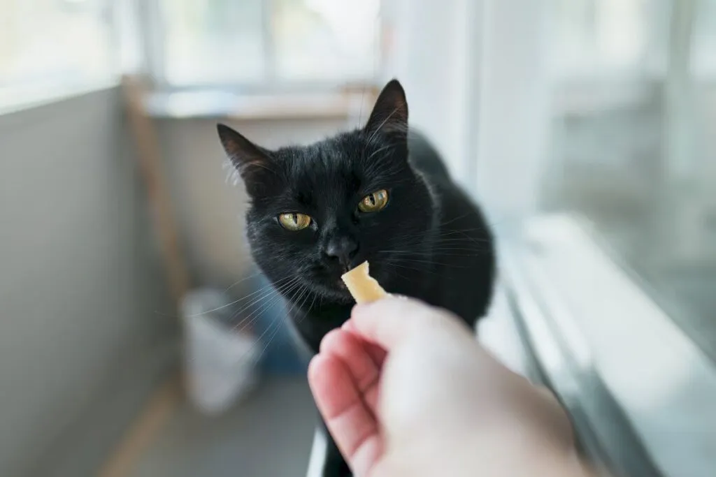 Katze frisst Parmesan