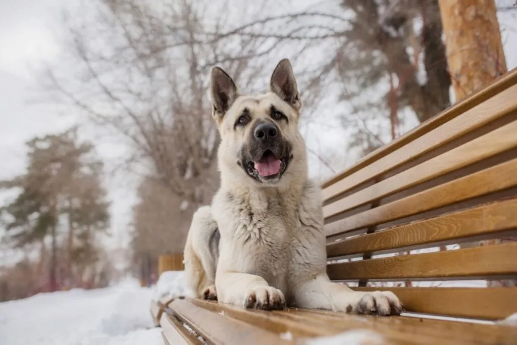 Osteurop&auml;ischer Sch&auml;ferhund Charakter